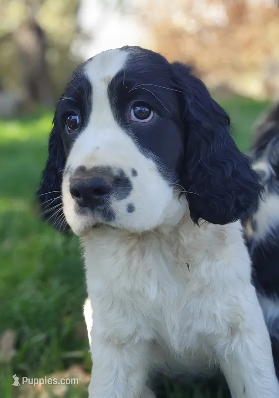 Bizzy (red collar) – English Springer Spaniel puppy for sale in Mariposa, CA