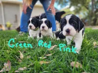 Lizzy (pink collar), a female English Springer Spaniel for sale in Mariposa, CA – 7 of 10
