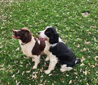 Dudette (green collar), a female English Springer Spaniel for sale in Mariposa, CA – 8 of 10