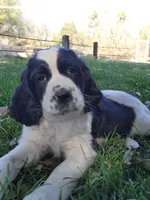Izzy ( purple collar), a female English Springer Spaniel for sale in Mariposa, CA – 9 of 10