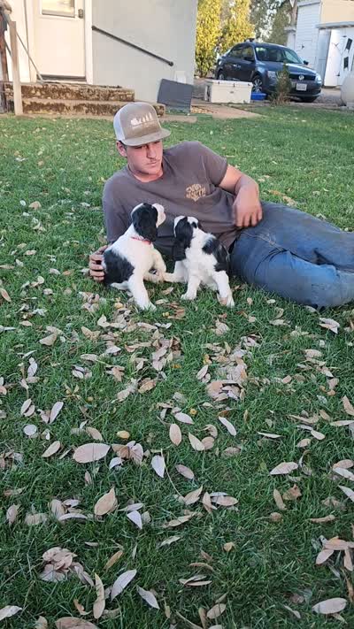 Izzy ( purple collar), a female English Springer Spaniel for sale in Mariposa, CA – 10 of 10