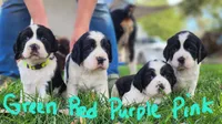 Bizzy (red collar), a female English Springer Spaniel for sale in Mariposa, CA – 3 of 10
