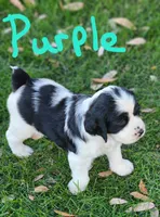 Izzy ( purple collar), a female English Springer Spaniel for sale in Mariposa, CA – 4 of 10