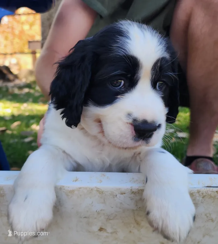Bizzy (red collar) – English Springer Spaniel puppy for sale in Mariposa, CA