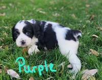 Izzy ( purple collar), a female English Springer Spaniel for sale in Mariposa, CA – 2 of 10