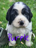 Izzy ( purple collar), a female English Springer Spaniel for sale in Mariposa, CA – 6 of 10