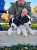 Izzy ( purple collar), a female English Springer Spaniel for sale in Mariposa, CA – 7 of 10