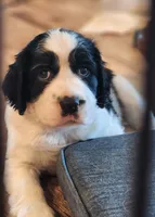 Bizzy (red collar), a female English Springer Spaniel for sale in Mariposa, CA – 7 of 10