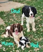 Bizzy (red collar), a female English Springer Spaniel for sale in Mariposa, CA – 9 of 10