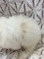 Vixen, a male Poodle - Toy  for sale in Phoenix, AZ – Photo 5 of 5