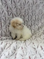 Vixen, a male Poodle - Toy  for sale in Phoenix, AZ – Photo 4 of 5