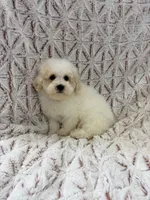 Vixen, a male Poodle - Toy  for sale in Phoenix, AZ – Photo 3 of 5