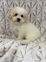 Vixen, a male Poodle - Toy  for sale in Phoenix, AZ – Photo 2 of 5