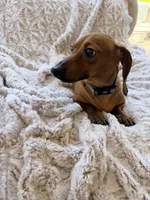 Ruby, a female Miniature Dachshund for sale in Phoenix, AZ – 3 of 5