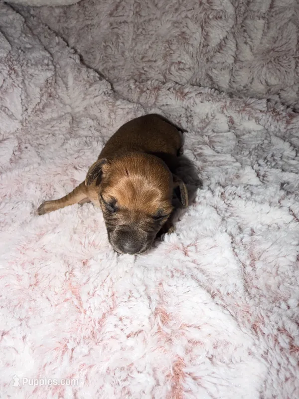 Jack – Miniature Dachshund puppy for sale in Phoenix, AZ