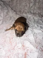 Jack, a male Miniature Dachshund for sale in Phoenix, AZ – Photo 1 of 8