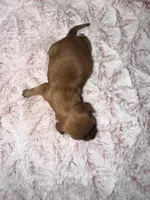 Jack, a male Miniature Dachshund for sale in Phoenix, AZ – Photo 3 of 8