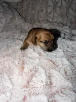 Jack, a male Miniature Dachshund for sale in Phoenix, AZ – Photo 4 of 8