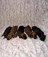 Jack, a male Miniature Dachshund for sale in Phoenix, AZ – Photo 6 of 8