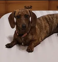 Jack, a male Miniature Dachshund for sale in Phoenix, AZ – Photo 8 of 8