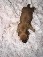 Jack, a male Miniature Dachshund for sale in Phoenix, AZ – Photo 5 of 8