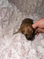 Jack, a male Miniature Dachshund for sale in Phoenix, AZ – Photo 2 of 8