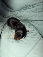 Bosco, a male Miniature Dachshund for sale in Phoenix, AZ – 2 of 3