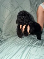 Sassy, a female Poodle - Toy  for sale in Phoenix, AZ – 3 of 3