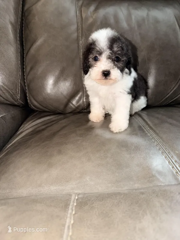 Daisy – Poodle - Toy  puppy for sale in Phoenix, AZ