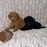 Cooper, a male Poodle - Toy  for sale in Phoenix, AZ – Photo 2 of 5