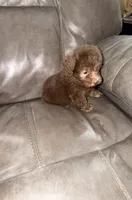 Charlie, a male Poodle - Toy  for sale in Phoenix, AZ – Photo 3 of 4