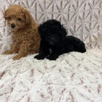 Cooper, a male Poodle - Toy  for sale in Phoenix, AZ – Photo 5 of 5