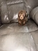 Charlie, a male Poodle - Toy  for sale in Phoenix, AZ – Photo 2 of 4