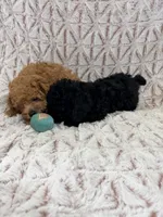 Alex, a  Poodle - Toy  for sale in Phoenix, AZ – Photo 5 of 7