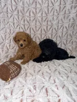 Alex, a  Poodle - Toy  for sale in Phoenix, AZ – Photo 3 of 7
