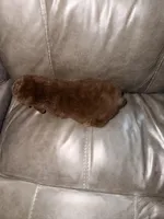 Charlie, a male Poodle - Toy  for sale in Phoenix, AZ – Photo 4 of 4