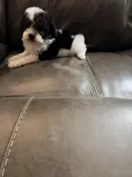 Daisy, a female Poodle - Toy  for sale in Phoenix, AZ – Photo 4 of 4