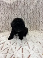 Alex, a  Poodle - Toy  for sale in Phoenix, AZ – Photo 4 of 7