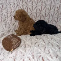 Cooper, a male Poodle - Toy  for sale in Phoenix, AZ – Photo 3 of 5