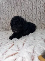 Alex, a  Poodle - Toy  for sale in Phoenix, AZ – Photo 2 of 7