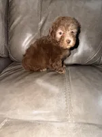 Charlie, a male Poodle - Toy  for sale in Phoenix, AZ – Photo 1 of 4