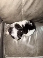 Daisy, a female Poodle - Toy  for sale in Phoenix, AZ – Photo 2 of 4