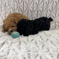 Cooper, a male Poodle - Toy  for sale in Phoenix, AZ – Photo 4 of 5