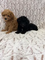 Alex, a  Poodle - Toy  for sale in Phoenix, AZ – Photo 6 of 7