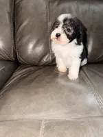 Daisy, a female Poodle - Toy  for sale in Phoenix, AZ – Photo 3 of 4