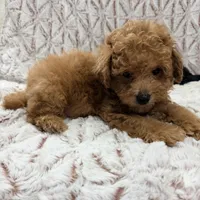 Cooper, a male Poodle - Toy  for sale in Phoenix, AZ – Photo 1 of 5