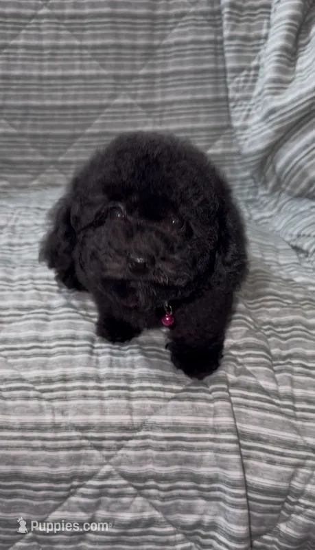 Sassy – Poodle - Toy  puppy for sale in Phoenix, AZ