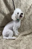 processed/7b9ad5d2-2005-4857-8f06-1975007f8ebe/listing/196377ed-b167-4e6b-82e1-53c2e6f5a62e/a51c860b-1a71-452e-8999-1658d2666469