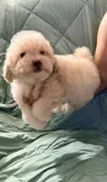 Sugar, a female Poodle - Toy  for sale in Phoenix, AZ – 3 of 3