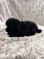 Molly, a female Poodle - Toy  for sale in Phoenix, AZ – 2 of 4